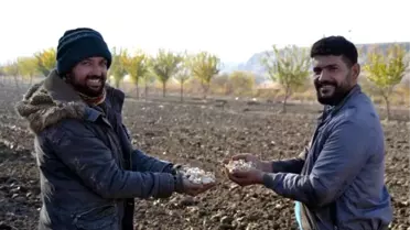 İngiltere'den Dönen Bilgisayar Mühendisi Sarımsak Ekimine Başladı