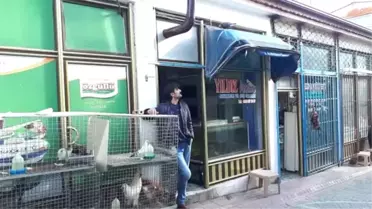 Yavruyken Bulduğu Güvercini Peşinden Ayrılmıyor