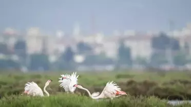 10 Aralık'ta İzmir'de Flamingo ve Denizbörülcesi Yürüyüşü