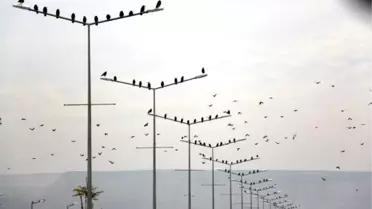 Kargalar Tarla Yakınındaki Direklerden Ayrılmıyor