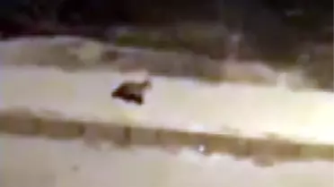 Elazığ'da Aç Kalan Tilki Kent Merkezine İndi