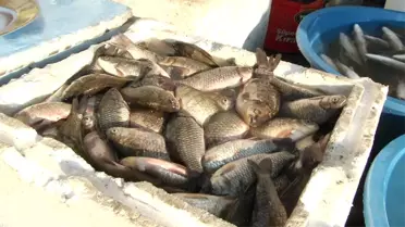 İstilacı İsrail Sazanları Diğer Balıkların Baş Düşmanı