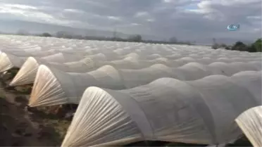 Yaz Çileğini Kışın da Üreterek Kazançlarını Katladılar