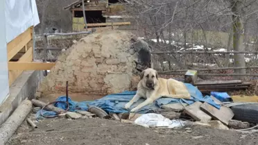 Kayıp 5 Kişilik Aileye Ait Çoban Köpekleri, Enkaz Alanından Ayrılmıyor
