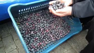 Posacı; 'Zeytin Rekoltesinde Yükseliş Var'