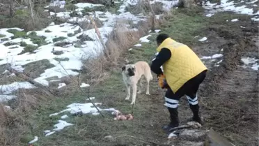 Yangın Sonrası Sır Olan Ailenin Köpeklerine Haytap Sahip Çıktı