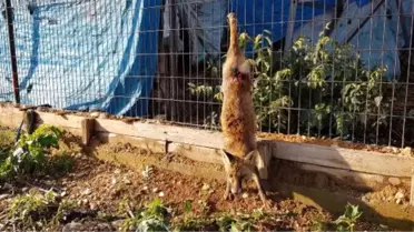 Yavru Tilkinin Kuyruğunu Kesip, Ayaklarından Tellere Astılar