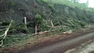 Balıkesir'de Köylülerden Ağaç Kesimine Tepki