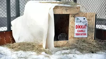 Yaralı Vaşakın Tedavisi Tamamlandı