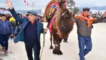 Demre Deve Güreşlerine Hazırlanıyor