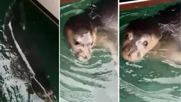 Yat Limanında Akdeniz Foku Görüntülendi