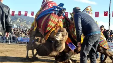 Aydın'da Deve Güreşi Heyecanı