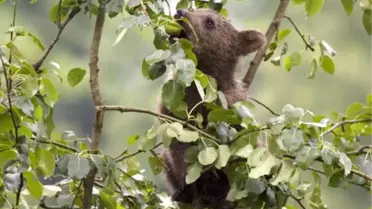 Doğu Karadeniz'de Ayı Popülasyonu Artınca 'Dikkat' Uyarısı Geldi