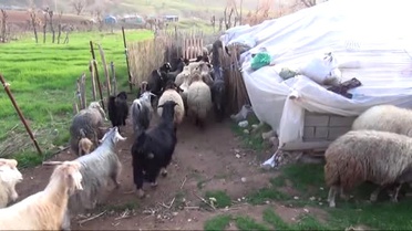 Göçerler 'Yayla Yolunun' Açılmasından Mutlu