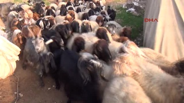 Şırnak Silopi'liler Yayla Yasağının Kaldırılacak Olmasına Sevindi