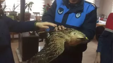 Yaralı Şahin Tedavi Altına Alındı