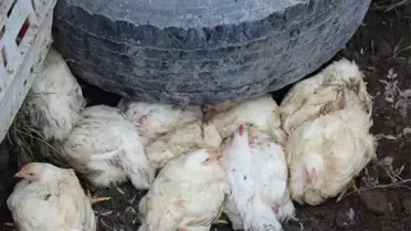 Canlı Tavuk Yüklü Tır Şarampole Devrildi