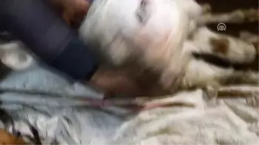 Ağrı'da Besicinin İneği Çift Başlı Buzağı Doğurdu