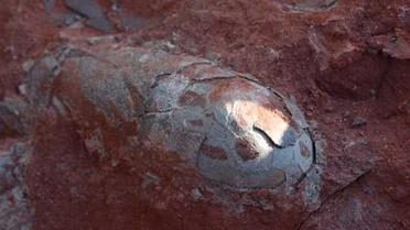 Çin'de 130 Milyon Yıllık Dinozor Yumurtası Bulundu