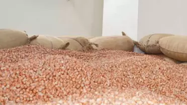 Fındığa TSK Dopingi
