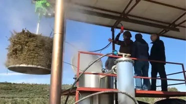 Aromatik Bitkilerden Uçucu Yağ Edilmeye Başlandı