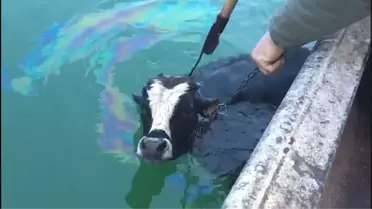 Göle Kaçan Danayı Balıkçılar Kurtardı