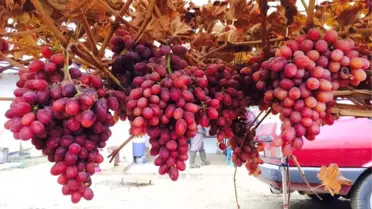 Kışın Ortasında Dalından Üzüm Keyfi