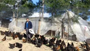 Son Maaşı ile 100 Tavuk Alıp Çiftlik Kurdu, Talebe Yetişemiyor