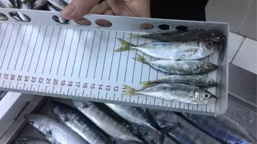 Boy Yasağına Uymayan 80 Balıkçıya Ceza