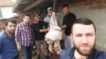 Bir Yılda 24 Kuzu Yediler