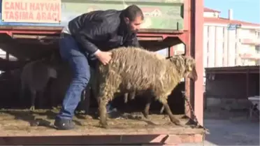 Aksaray'da 6 Üreticiye 222 Hayvan Verildi