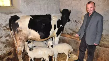 Alakız' Adlı İnek, Kuzulara Annelik Yapıyor
