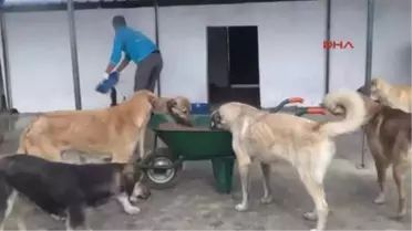 Aydın Can Dostları Bu Merkezle Artık Daha Güvenli