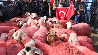 Yozgatlı Çobanlar Kınaladıkları Kurbanları Mehmetçiğe Gönderdi