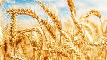 Buğdayın Yetişme Süresini 60 Güne İndirdiler