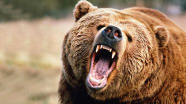 Kars'ın Bozayıları Dünyaya Açıldı! Türkiye'nin İlk Yaban Hayat Belgeseli Çekildi