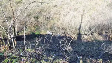 Ordu'da Pikap Fındık Bahçesine Yuvarlandı: 4 Yaralı