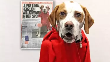 Almanya'da Lima İsimli Köpek Parti Üyesi Yapıldı