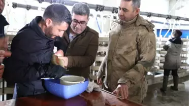 Varto Kaymakamı Çetin, Balık Sağımı Yaptı