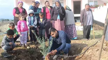 Roketin Açtığı Çukura Zeytin Fidanı Diktiler