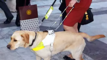 Rehber Köpeklere Uçağa Binme İzni Verildi