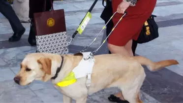 Çin'de Rehber Köpeklere Uçuş İzni