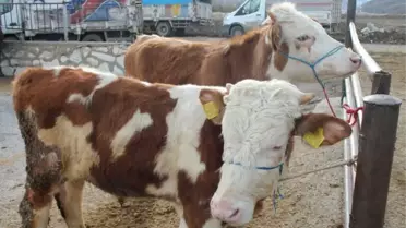 Bayburt'ta Danalar Mehmeçik İçin Satıldı