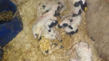 Bir 'Karakız', Altız 'Kuzucuk'