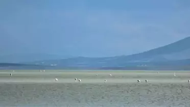 Seyfe Gölünde Kuş Hareketliliği