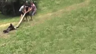 Dev Anakondanın Yutmaya Hazırlandığı Köpek Köylüler Tarafından Kurtarıldı