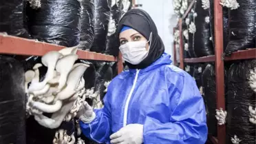 Bitlis'in İlk İstiridye Mantarhanesi Açıldı