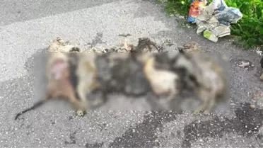 Alanya'da Çöp Konteynerinde Telef Edilmiş 6 Kedi Bulundu