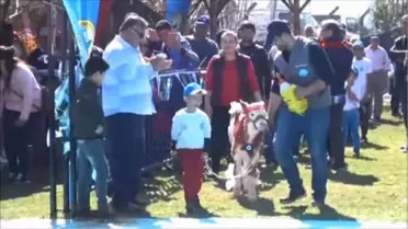 Muğla En Güzel Buzağılar Yarıştı