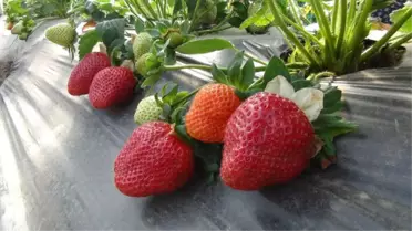 Çilekte İhracat Patlaması Yaşanıyor